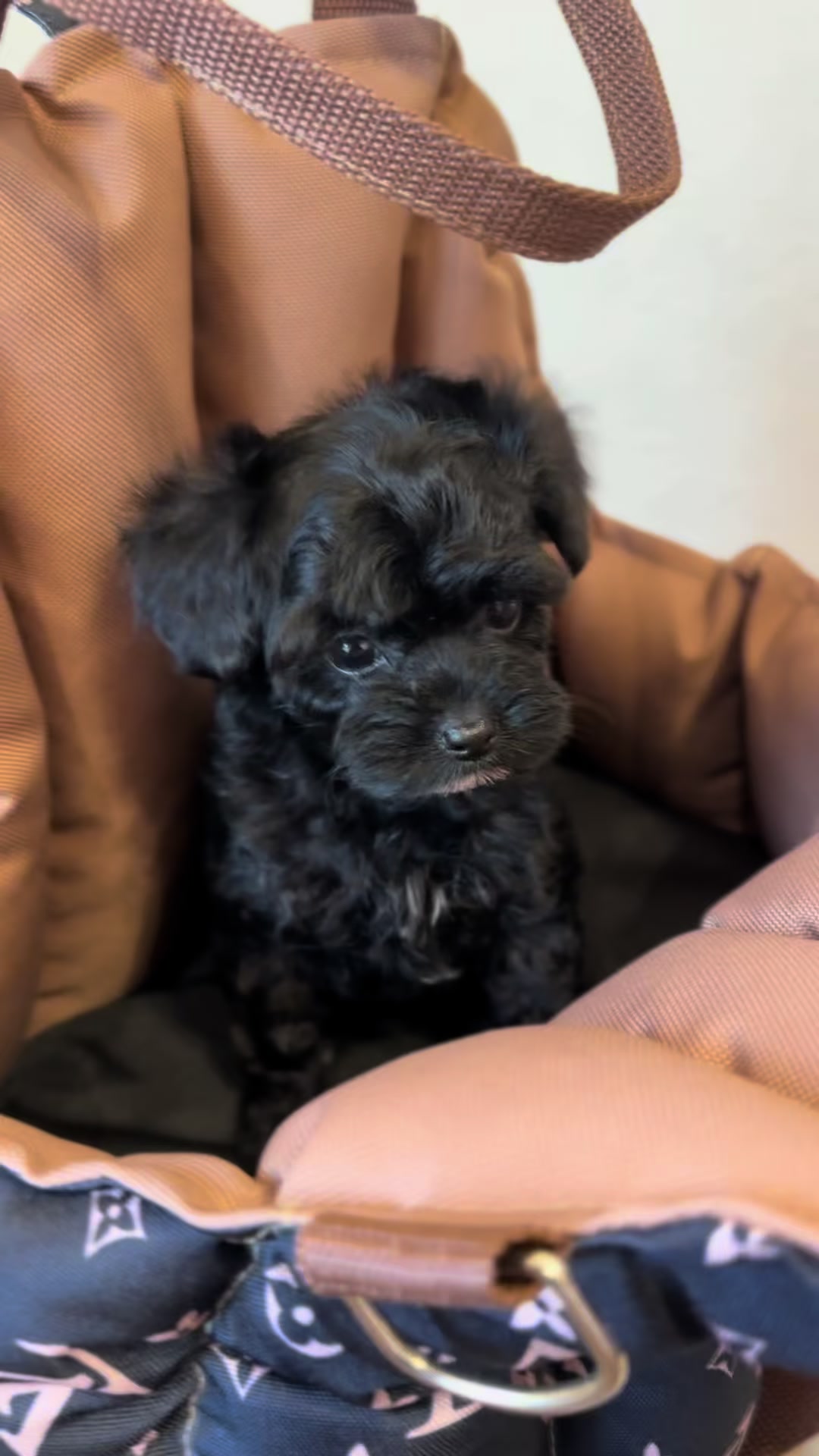 @toypoodlemaltipoo_puppie