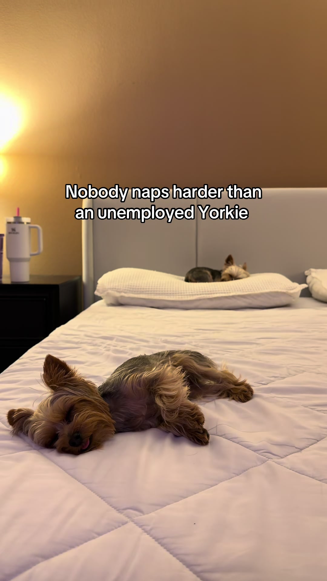 @Milo & Mia 🐾