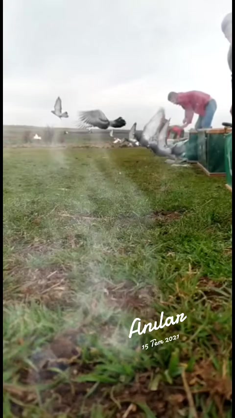 @MEHMET ÇOBAN ( PEŞTO )
