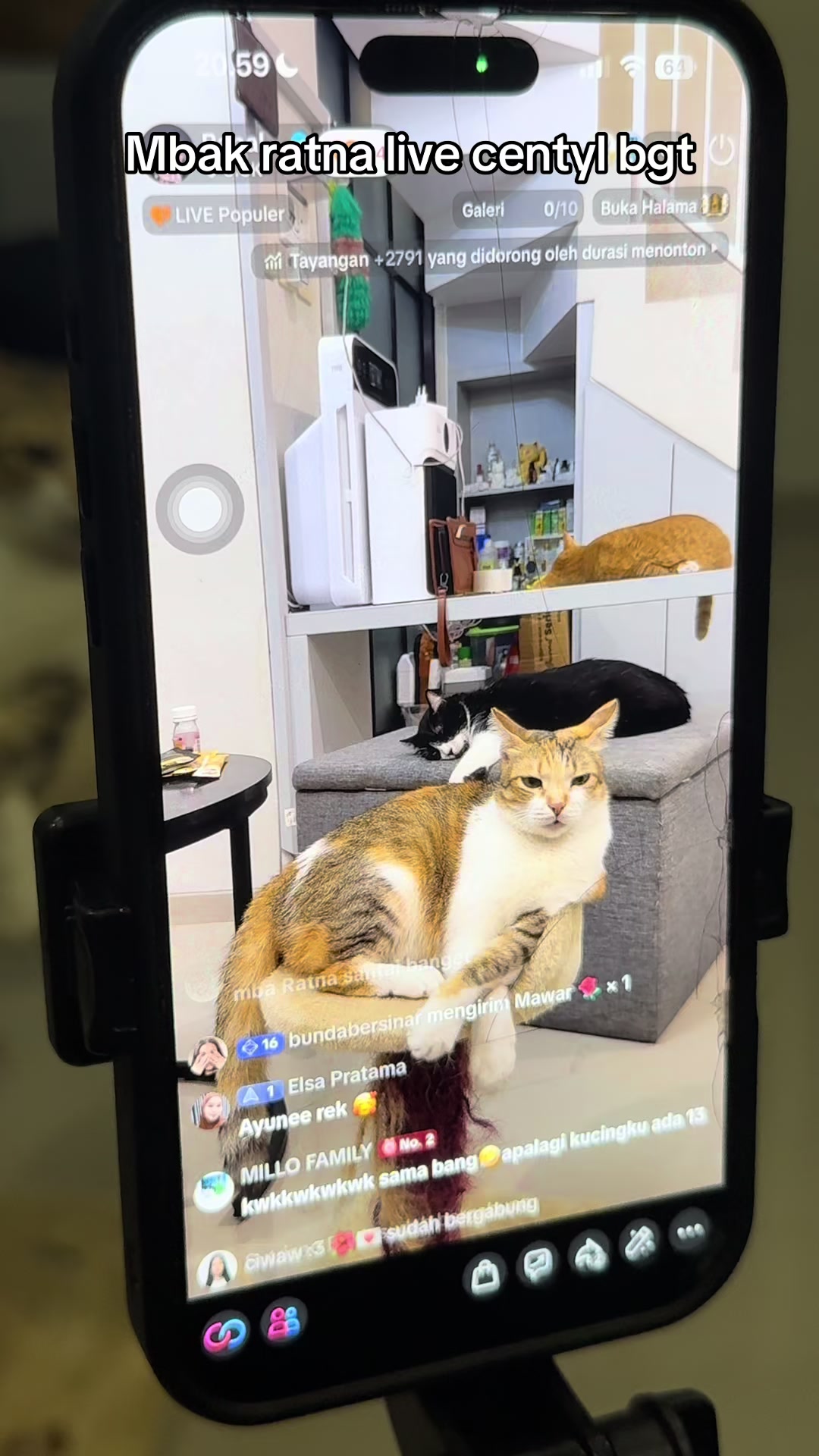 @Rapalguna | bapakkucing 🐱