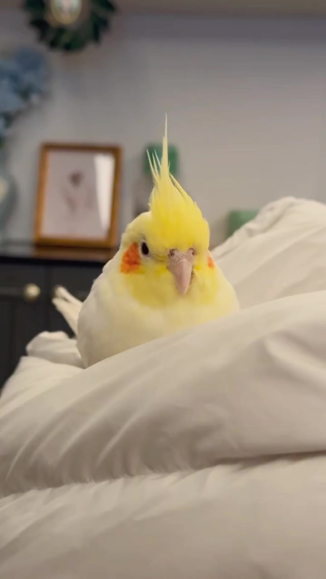 @Cockatiels Craze