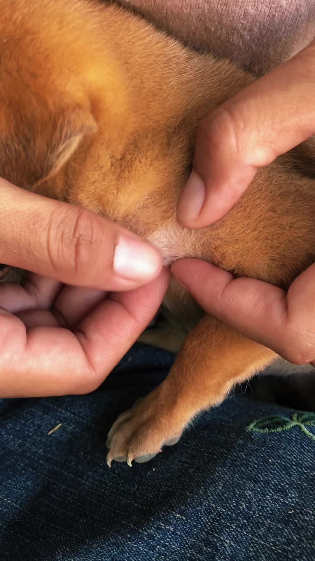 @lice puppy lovers