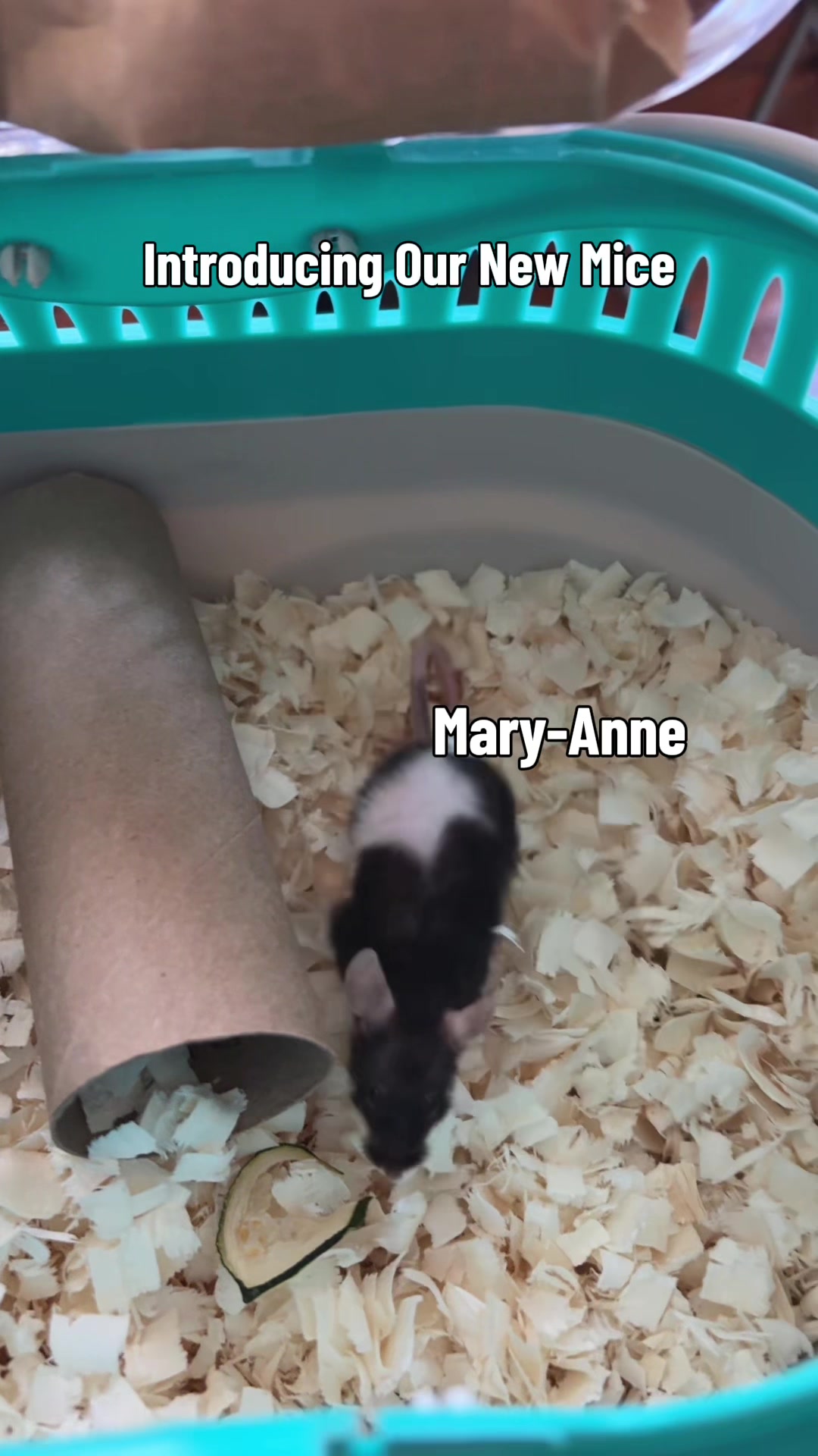 @thatweirdanimalgirl
