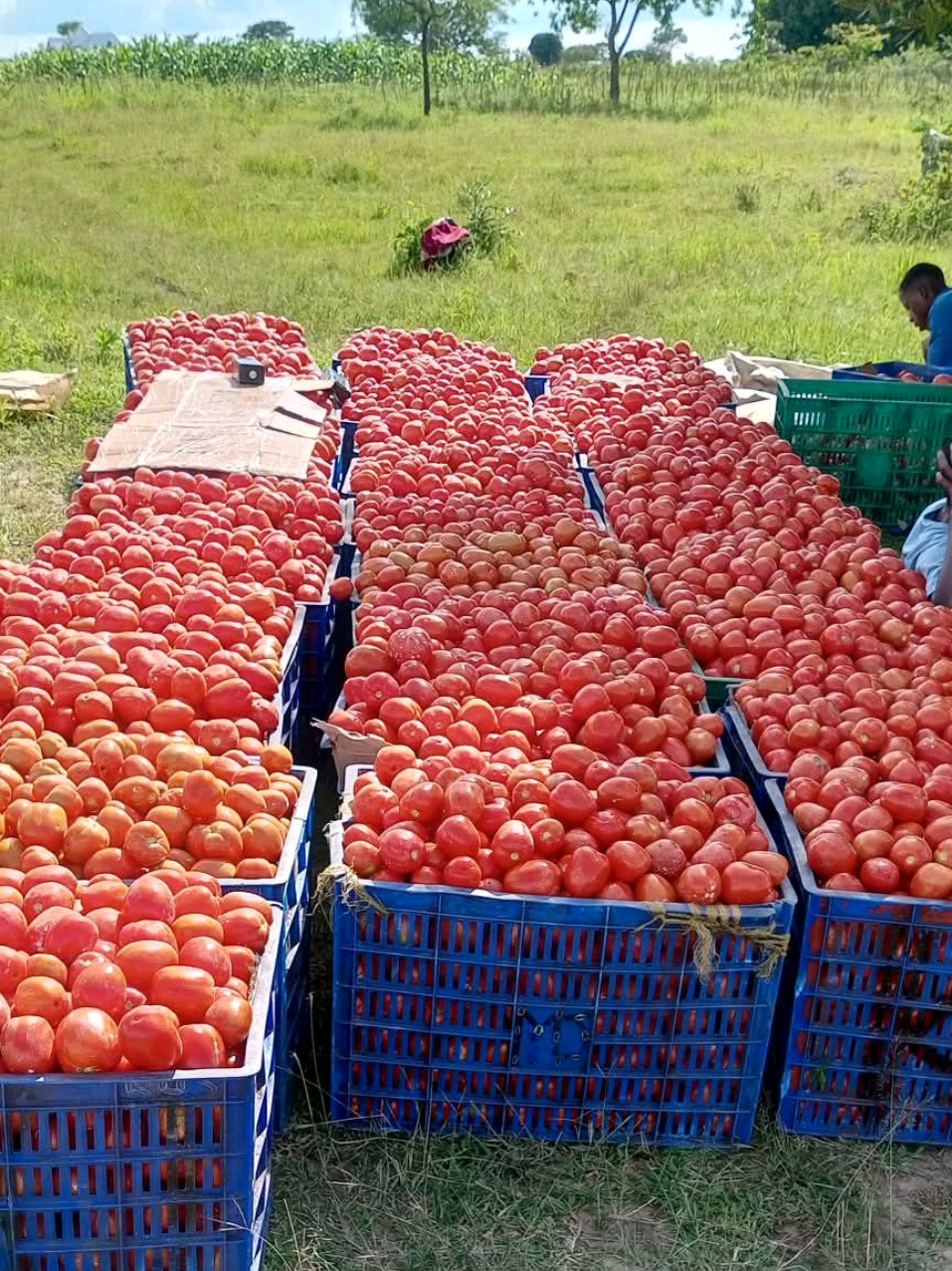 @Kilimo Biashara