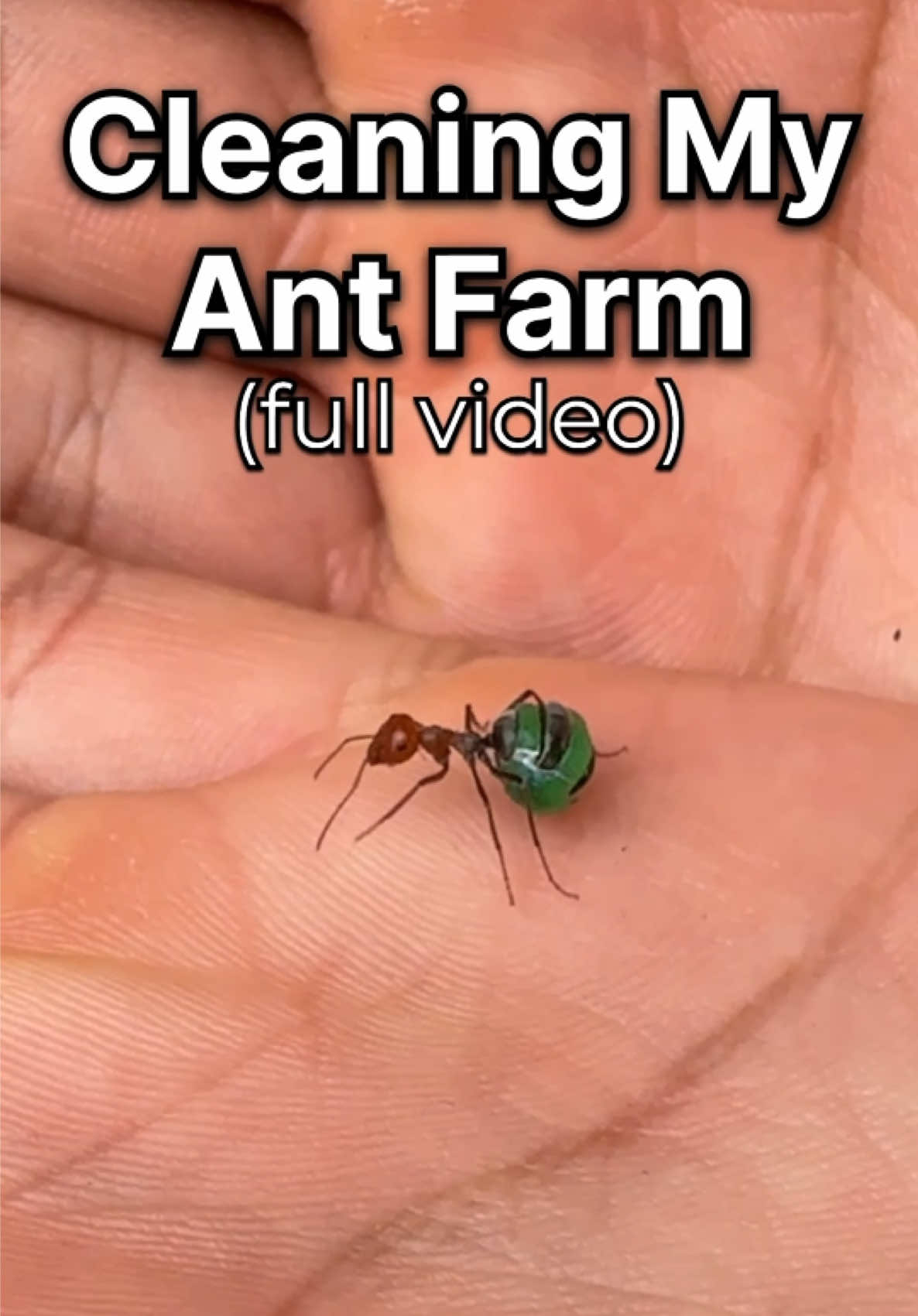 @Lights Camera Ants