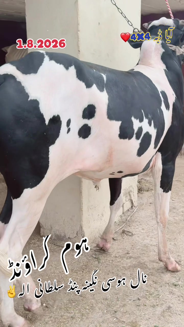 @راجہ عزیر حصار