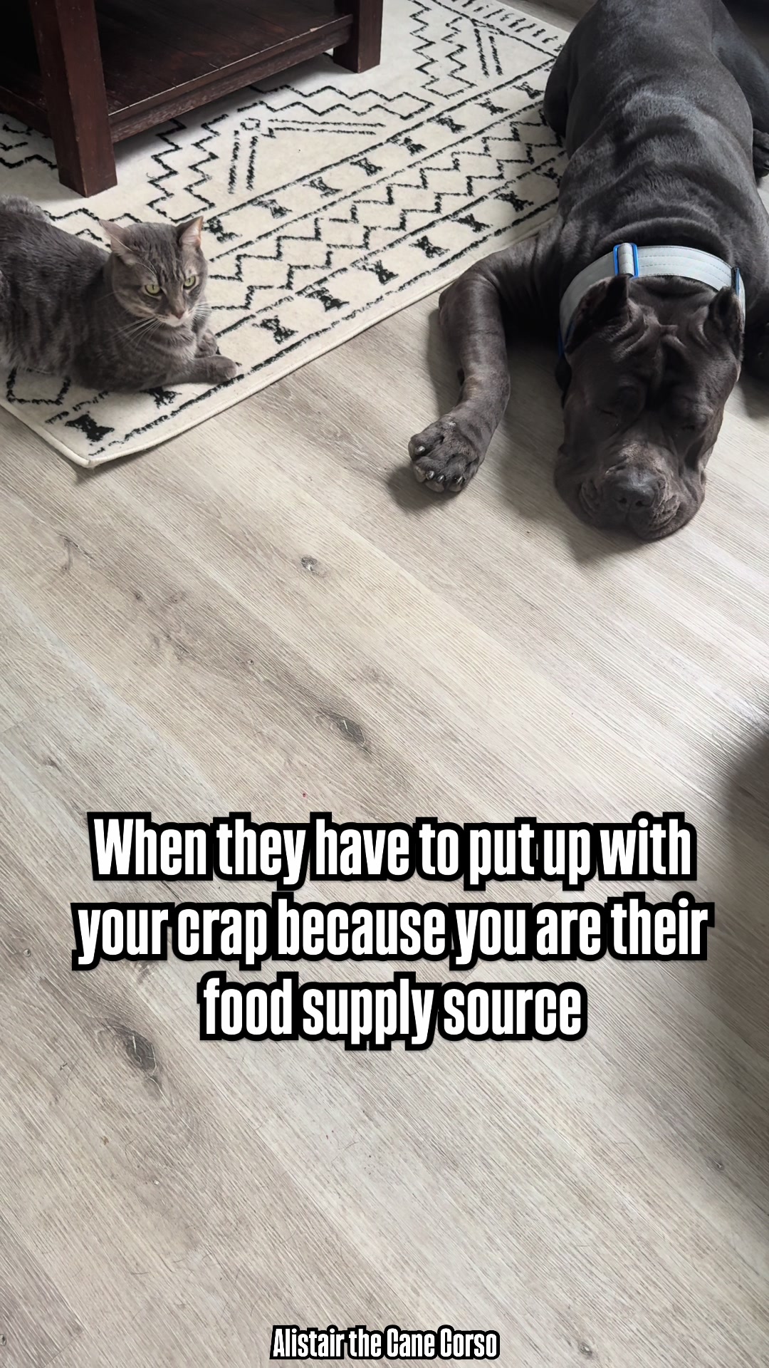 @Alistair the Cane Corso