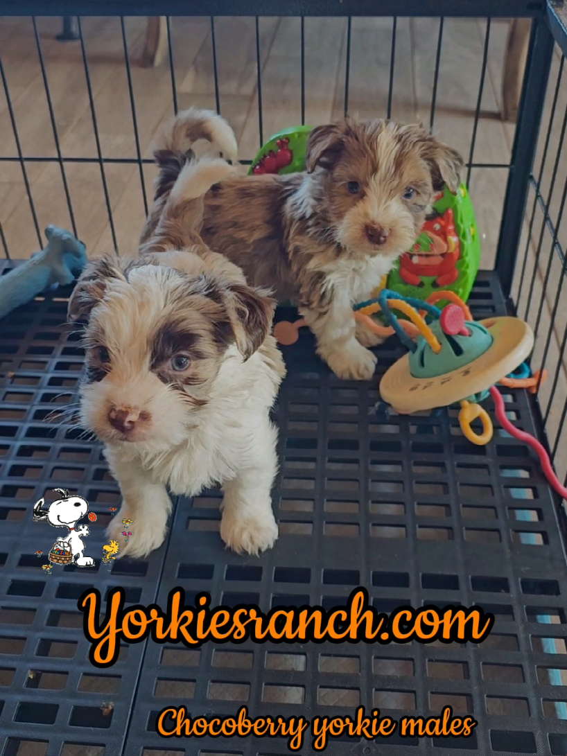 @yorkiesranch com