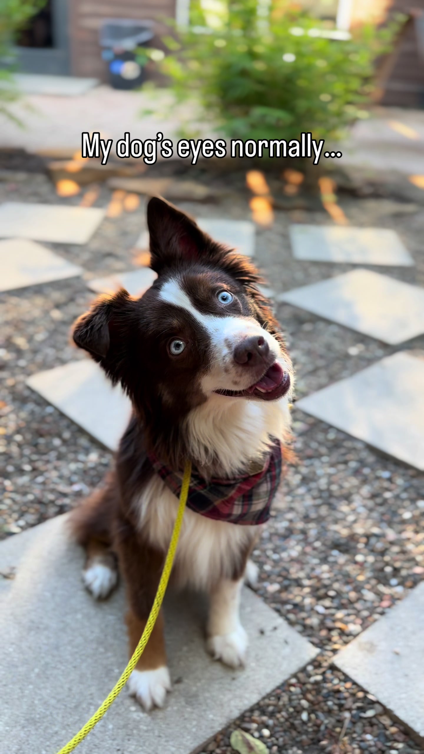 @captivatingk9s