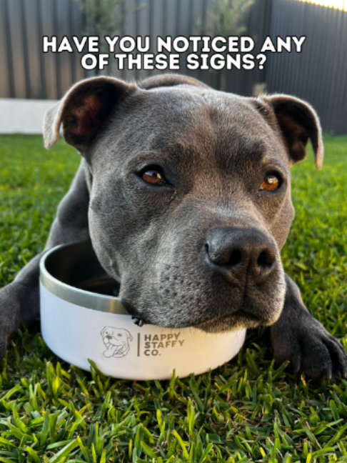 @Happy Staffy Co