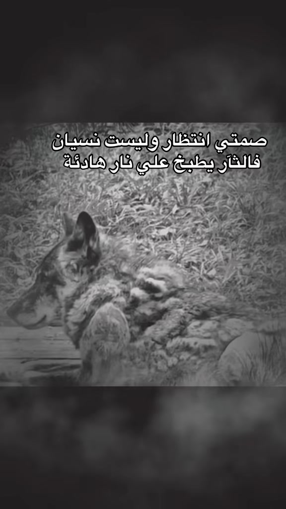 @ElSamra🐆🖤Spirit3