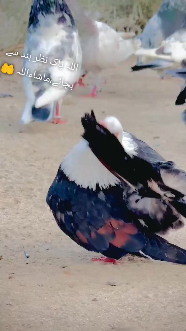 @عدیل رحمن لیہ وال کبوتر باز