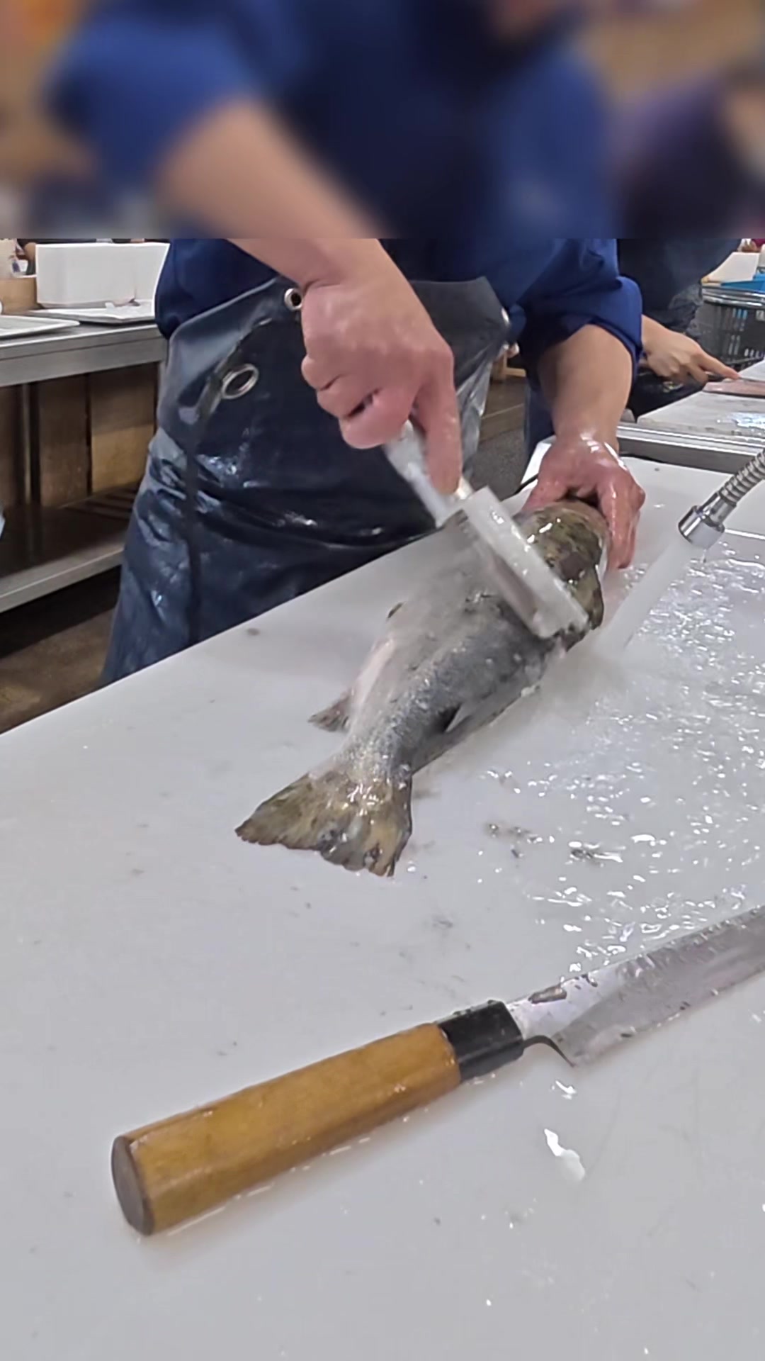 @鳴門魚市のサブ垢