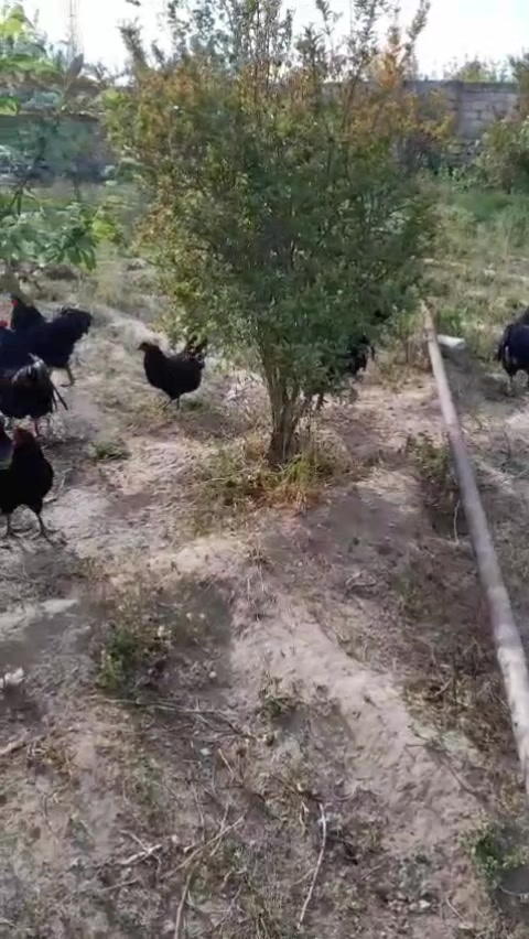 @MAŞTAĞA_QUŞCULUĞ