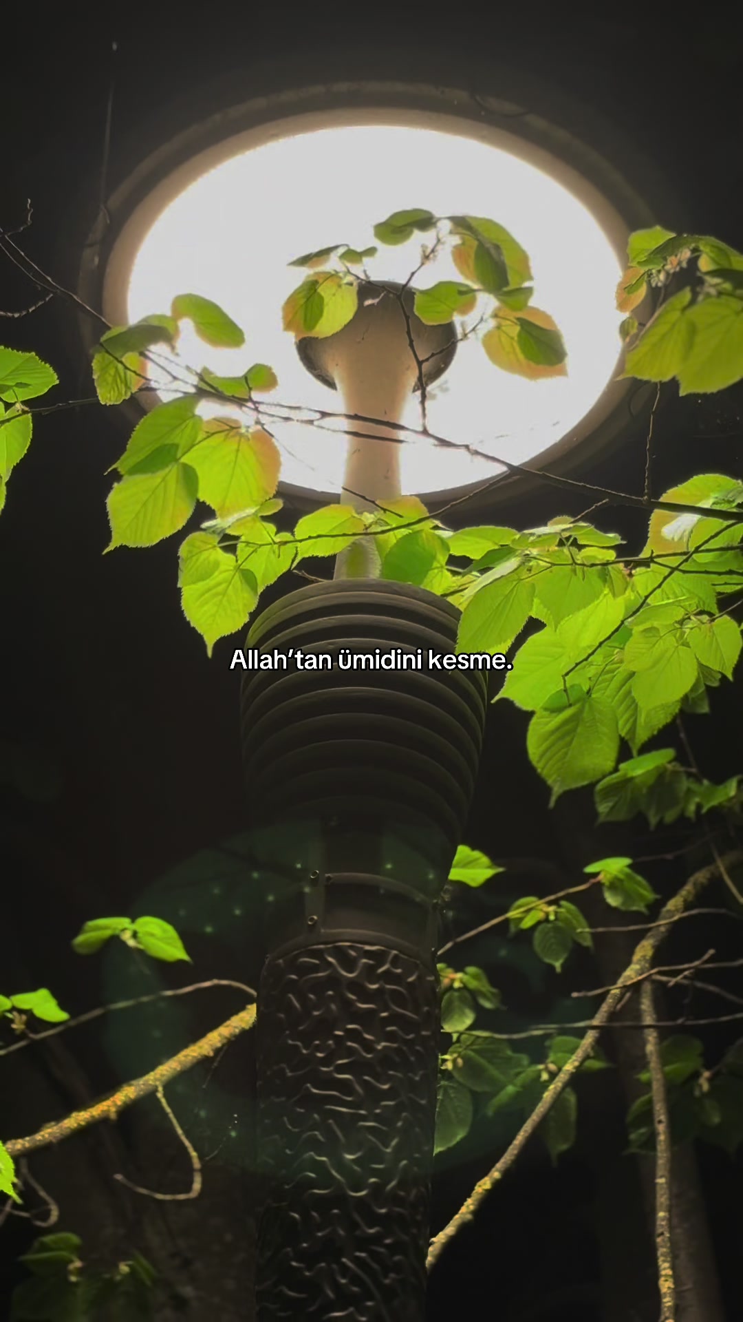 @Almemmedows ⚡
