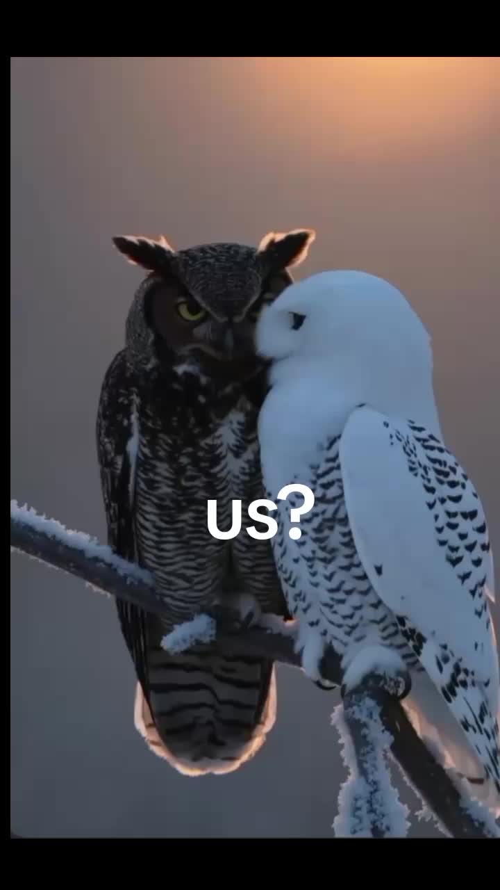@🦇🕸
