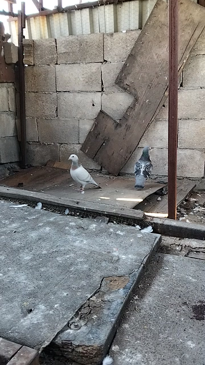 @Ertuğrul&Alparslan(Doktor)