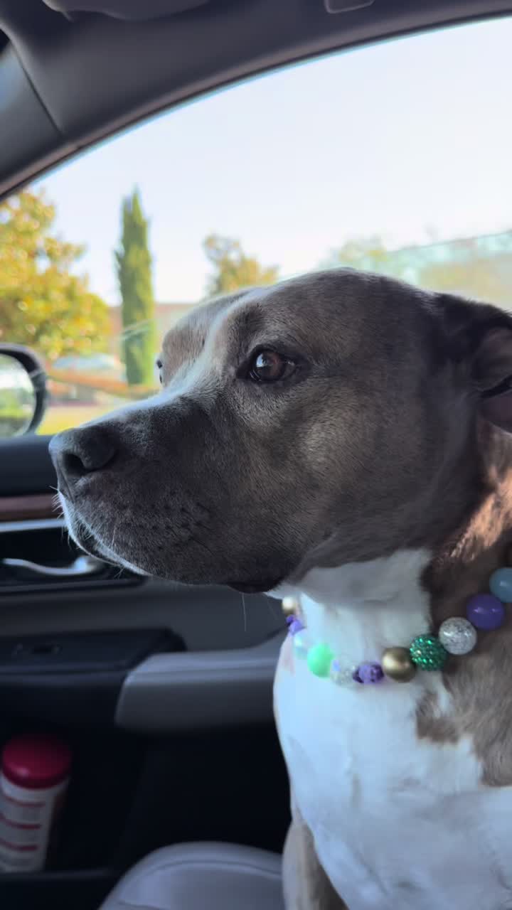 @Indie.pittie