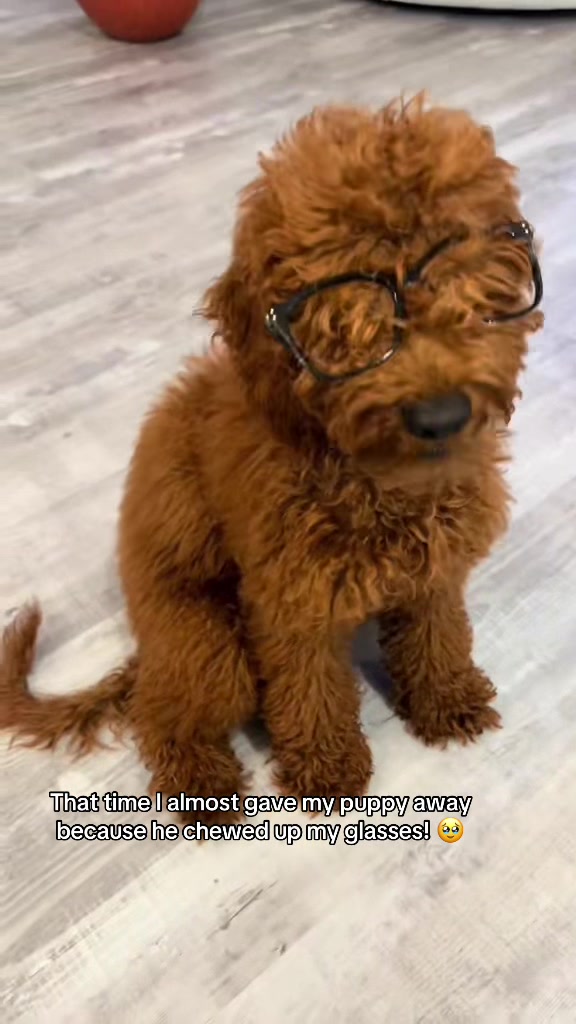 @Mocha | Mini Goldendoodle 🐾