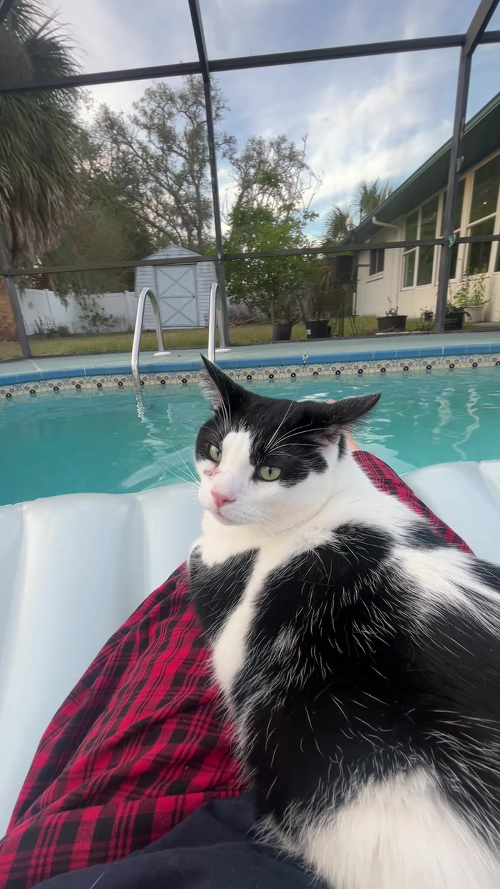 @Cat