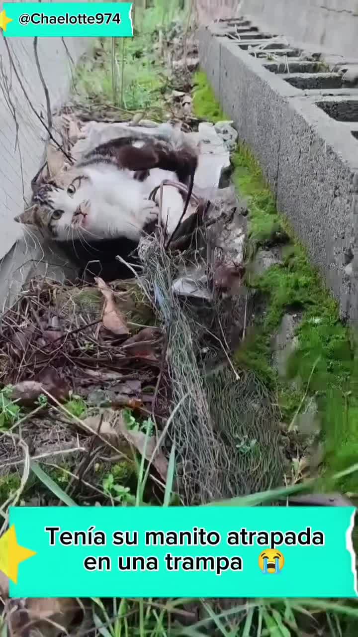 @Charlotte🐕&zwj;🦺🐈🐕🦬🐐🐎🐄🐒