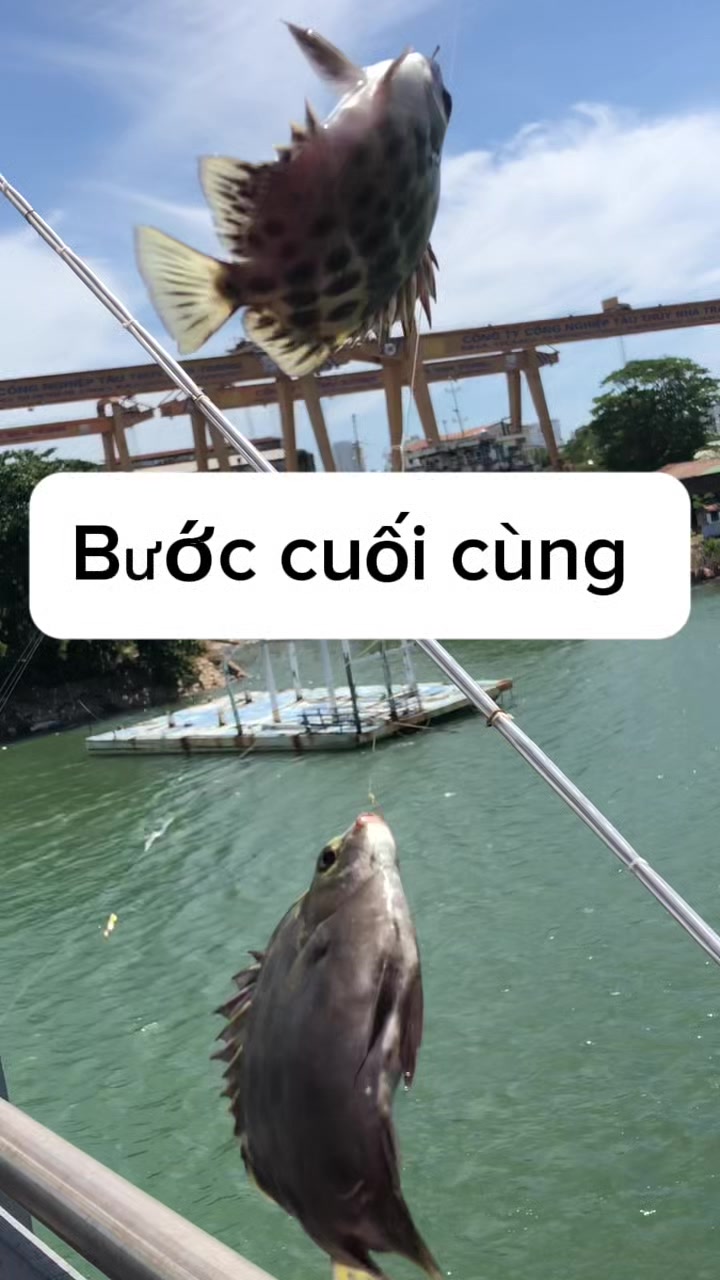 @c&acirc;u c&aacute; Nha Trang
