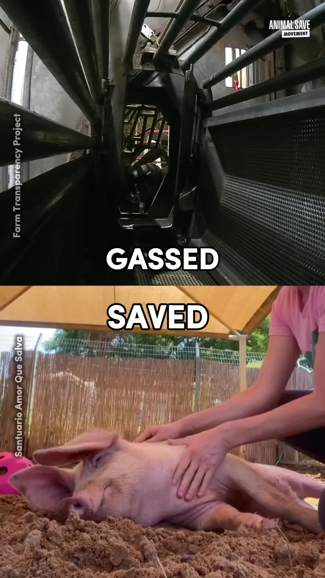@Animal Save Movement