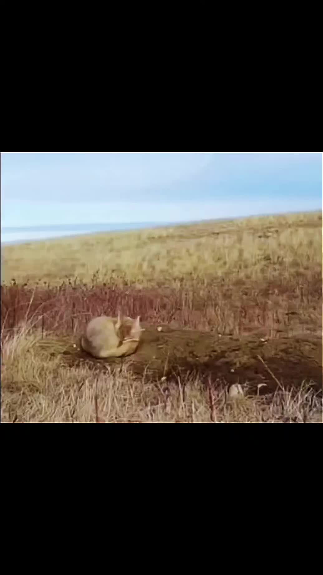 @ŞENOL