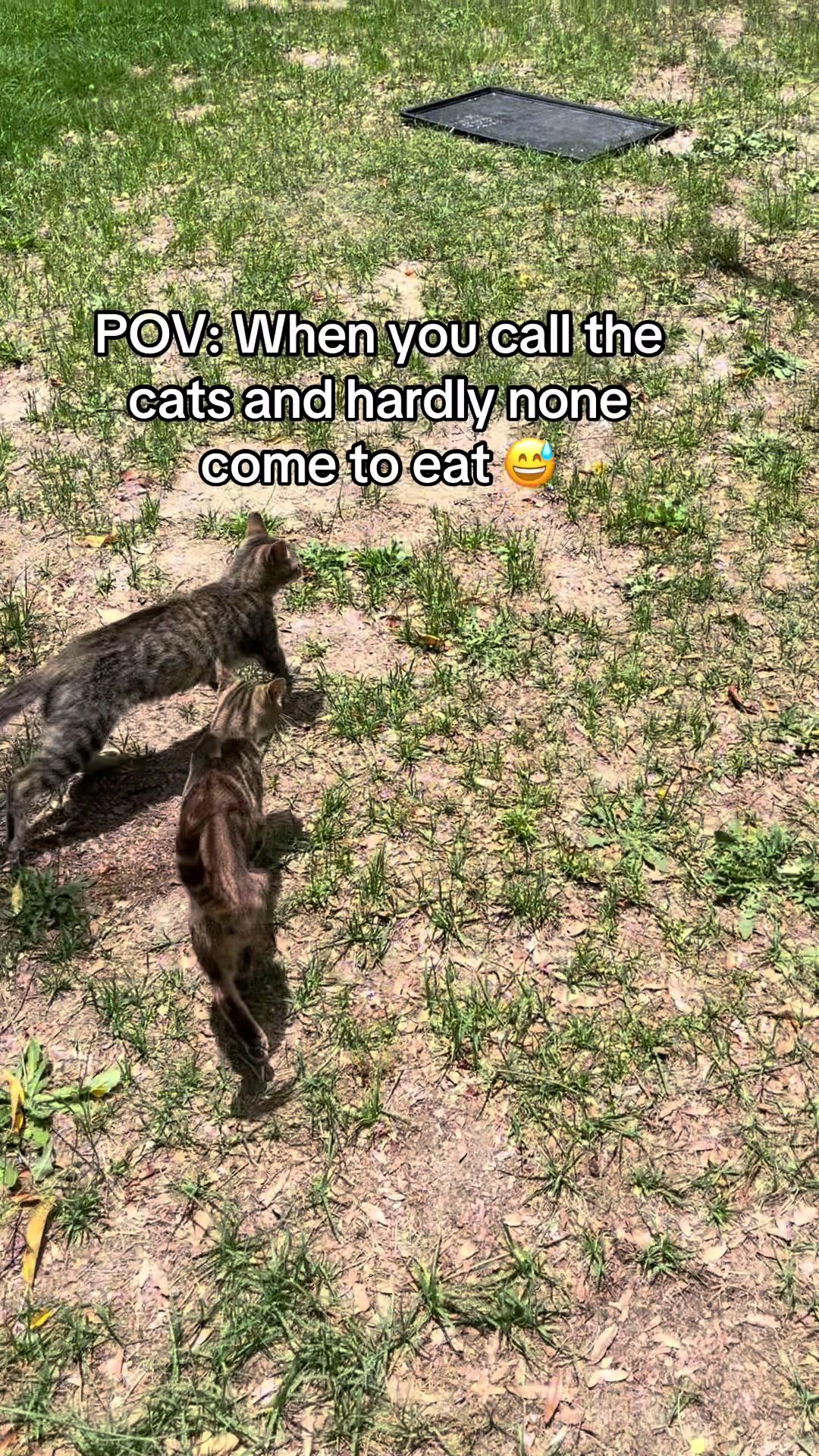 @Cats cats cats