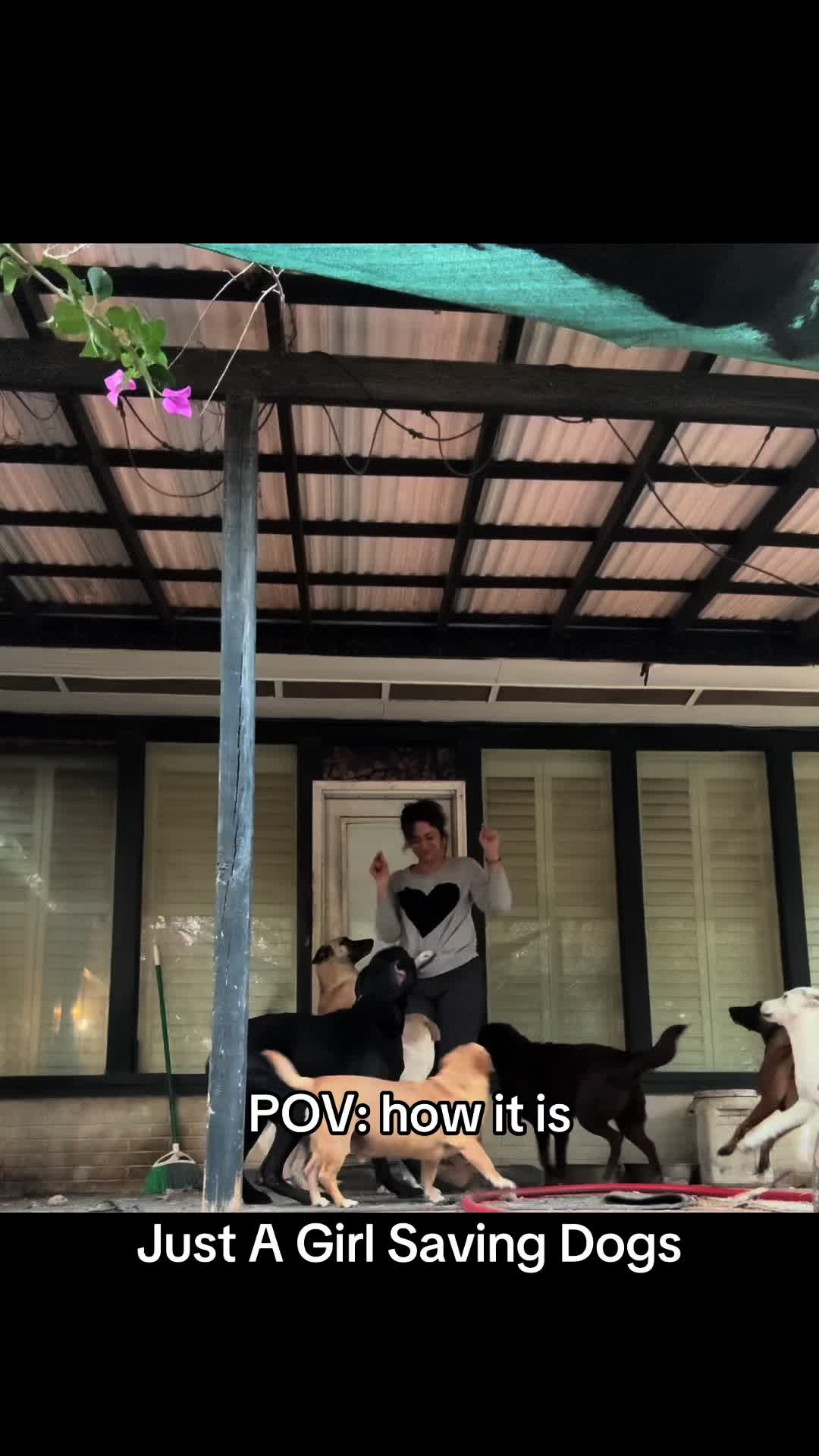 @Just A Girl Saving Dogs