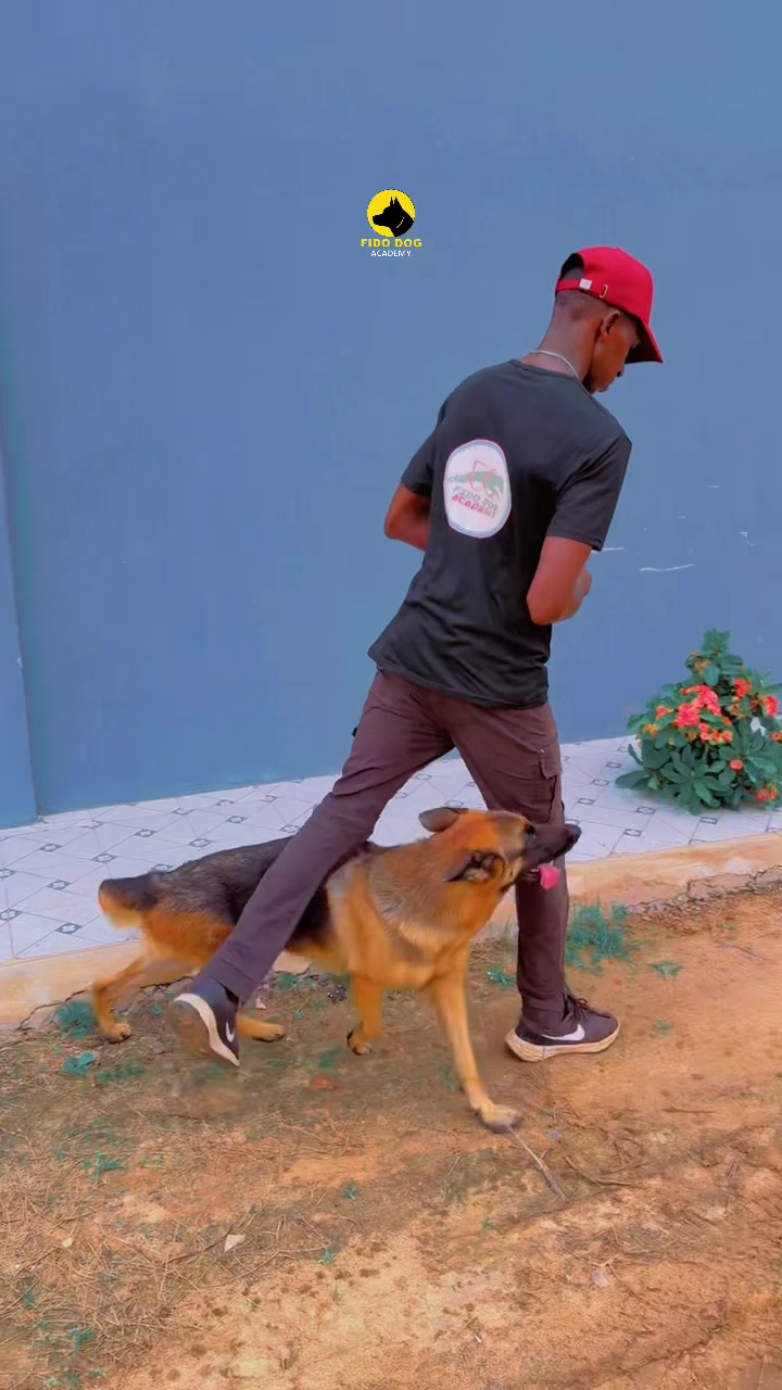 @Dog Master