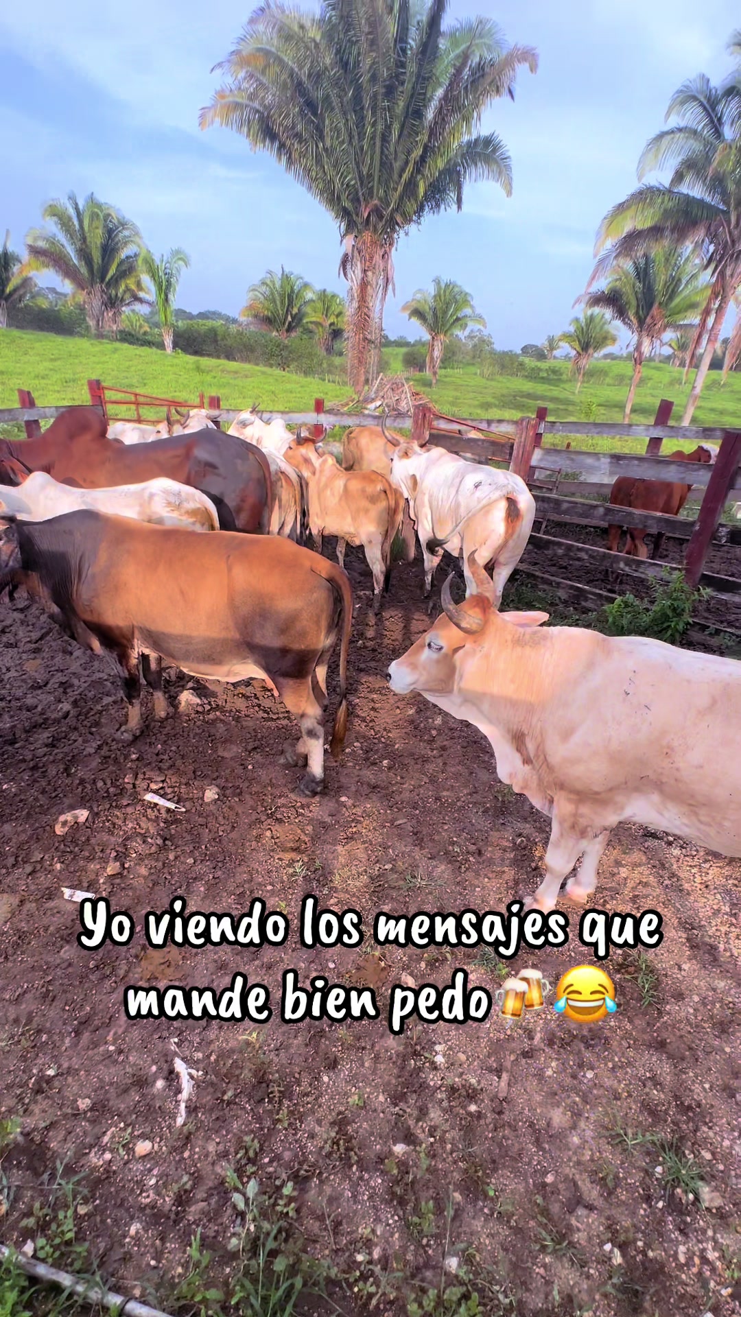 @maynor