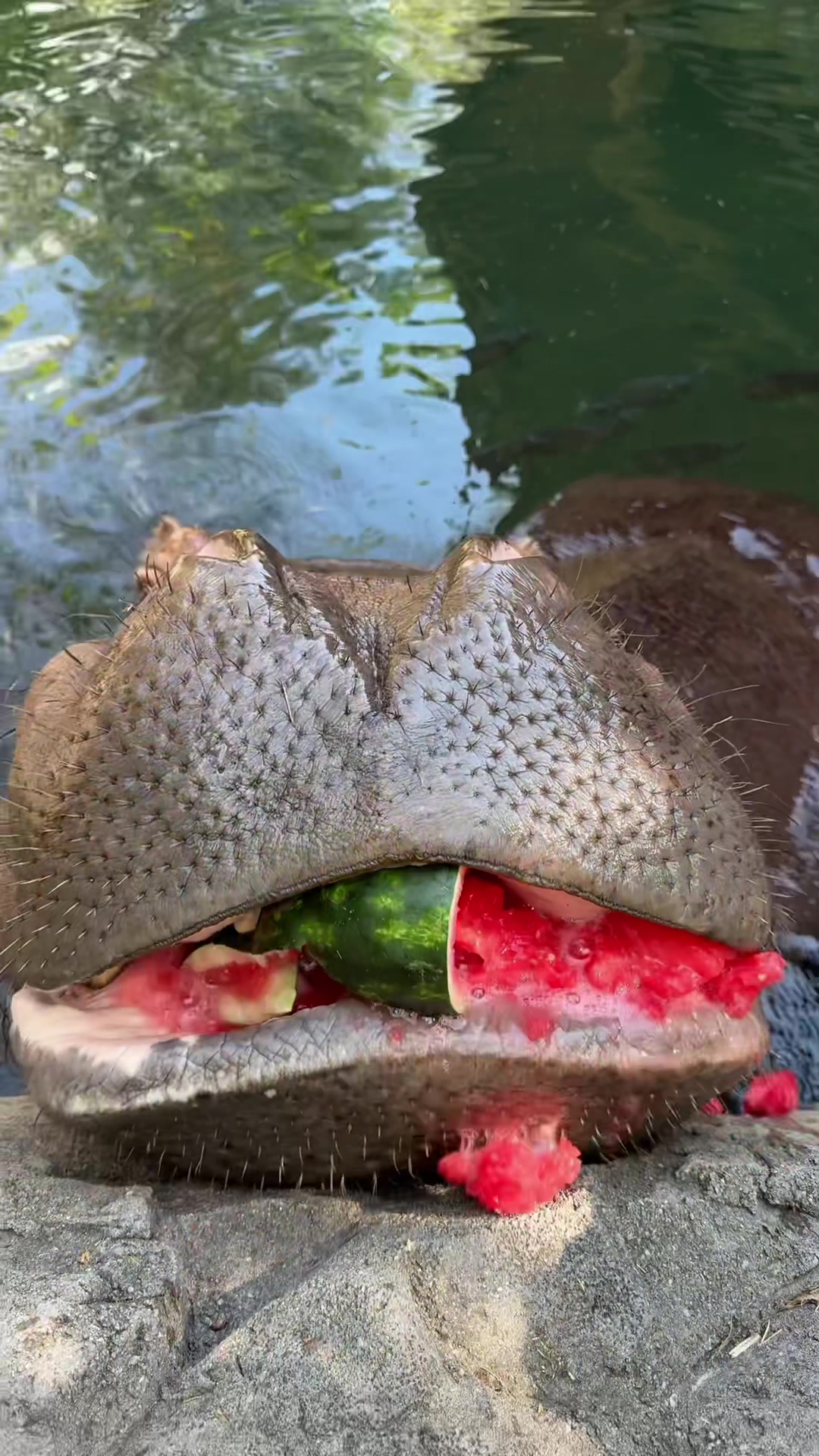 @Cincinnati Zoo