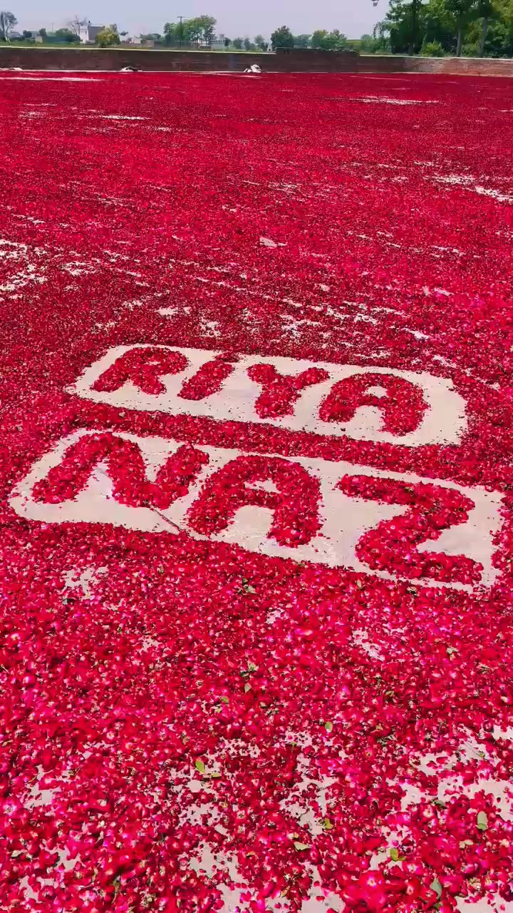 @🌷𝐒𝐇𝐀𝐍 𝐅𝐋𝐎𝐖𝐄𝐑𝐒🌷