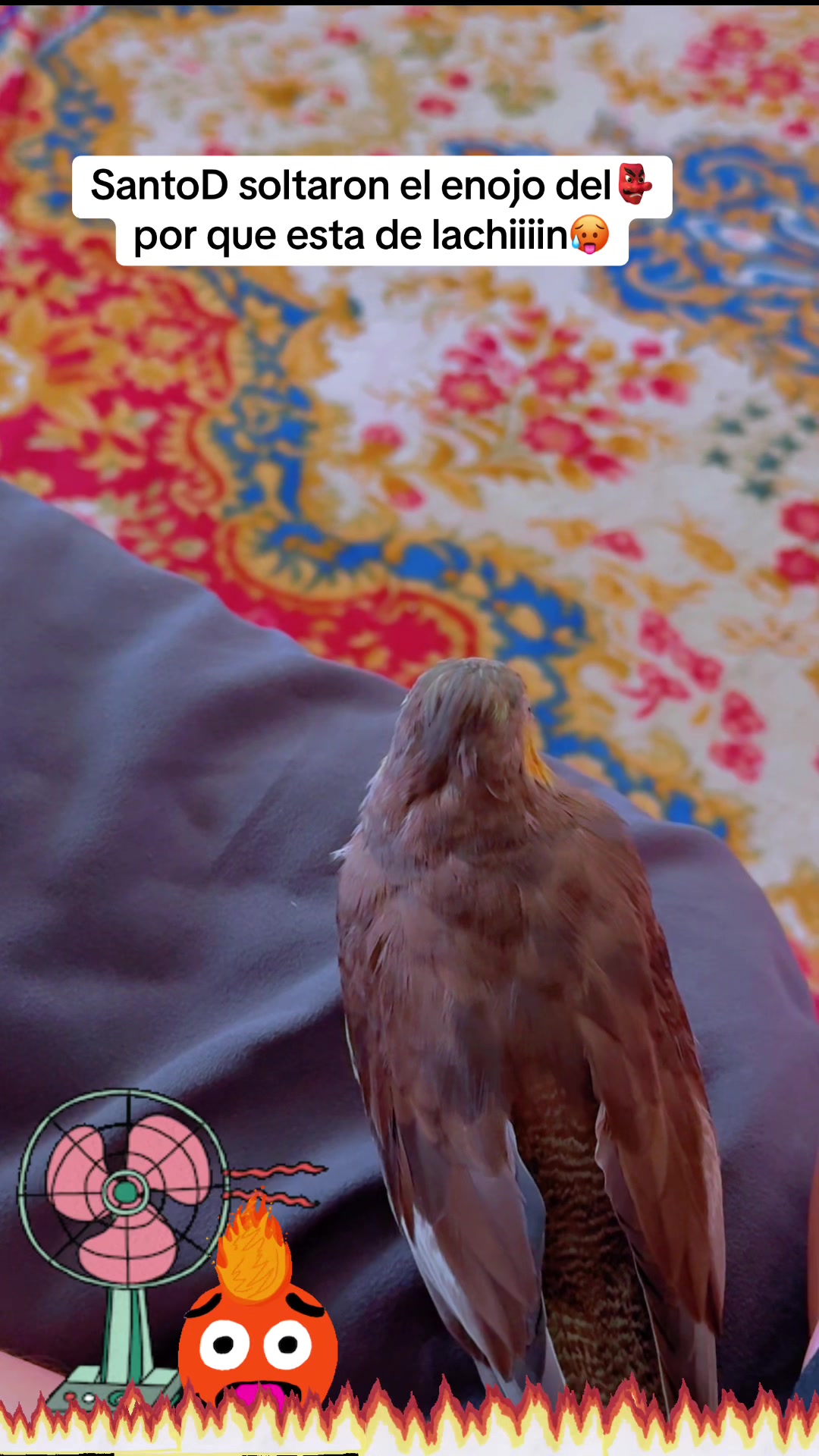 @⋆.˚🦋༘⋆⟭⟬⁷ Nɪᴋɪᴛᴀ JĦØ₱Ɇ🐿️🦜