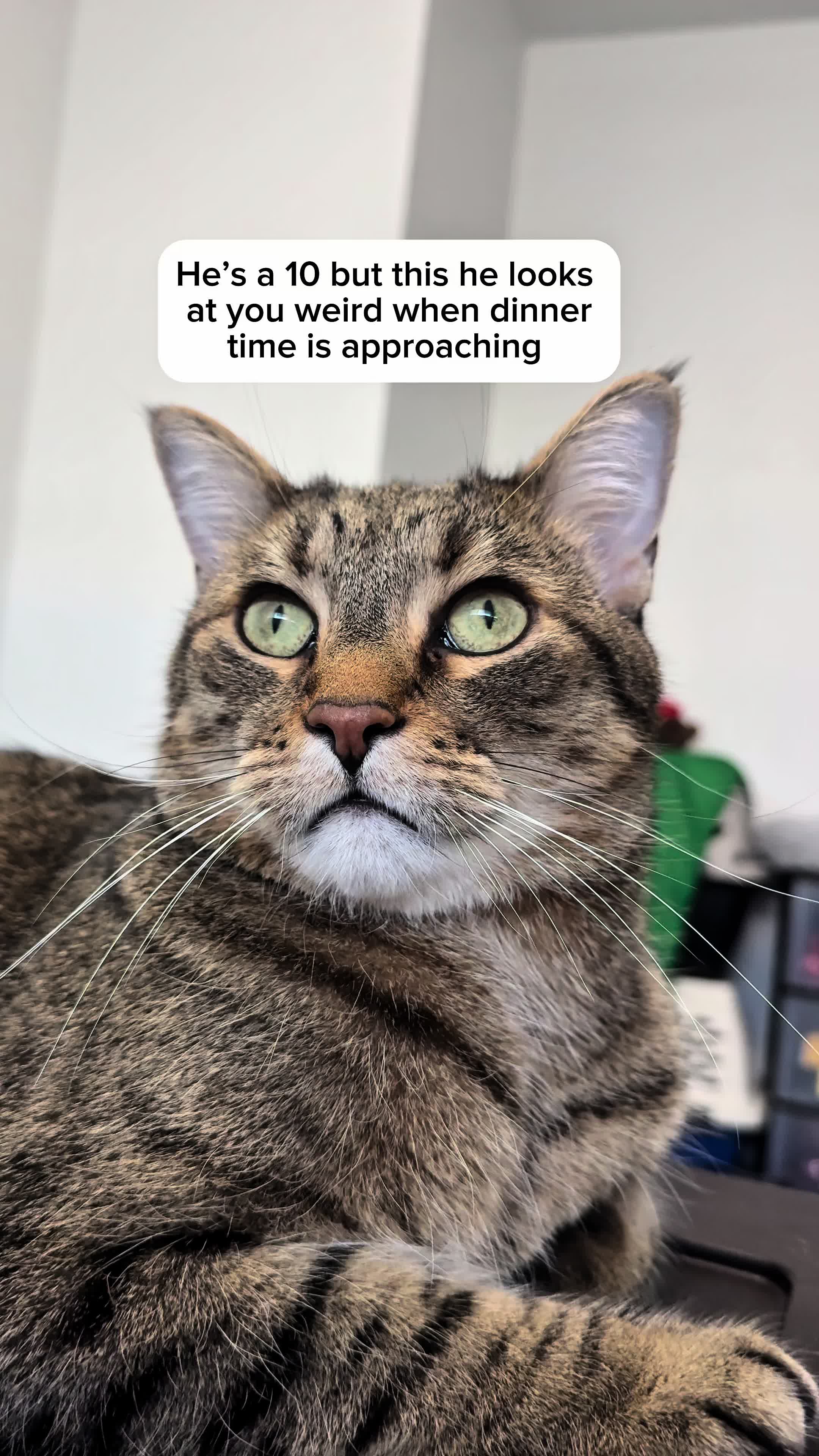 @Three Nawty Cats