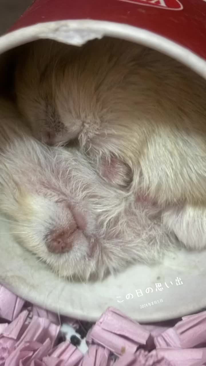 @big mama 🐹🐕