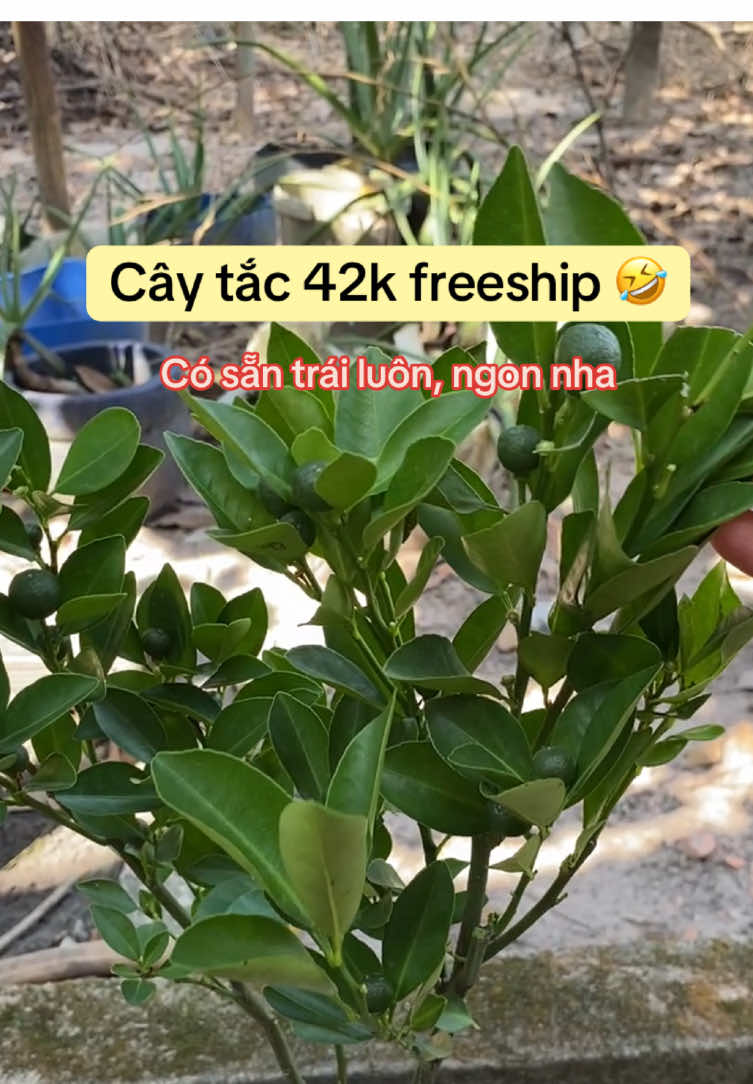 @Trương Thị &Aacute;nh Hồng
