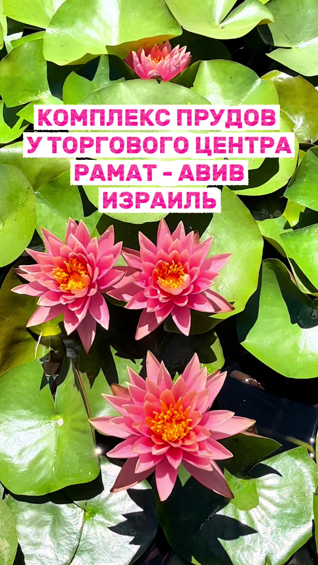 @Irina Sapir