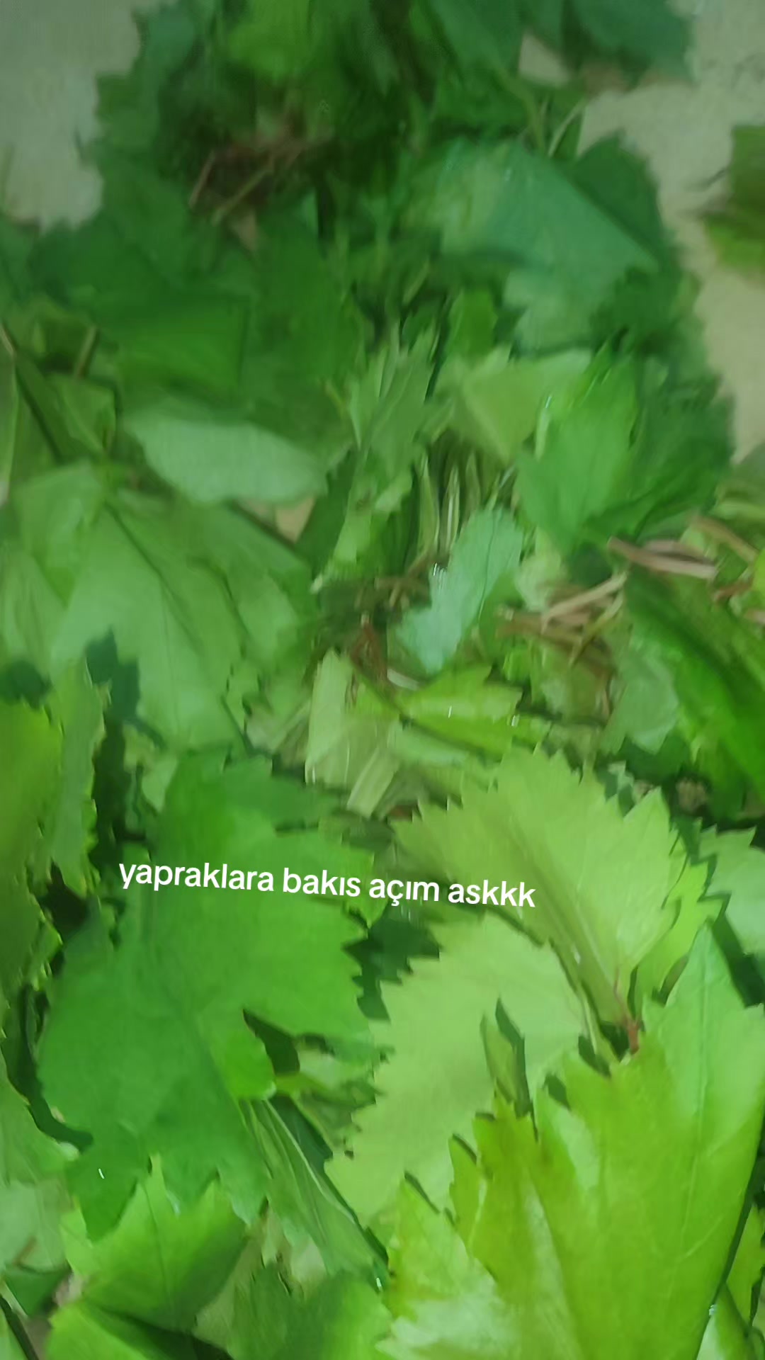 @Nuray Çam
