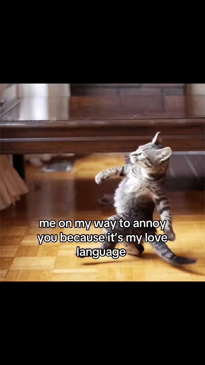 @meowconcept