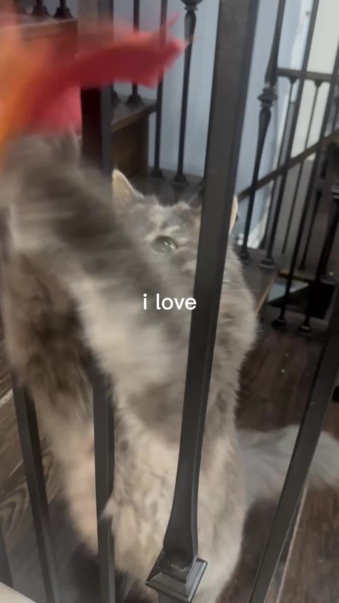@Pookie