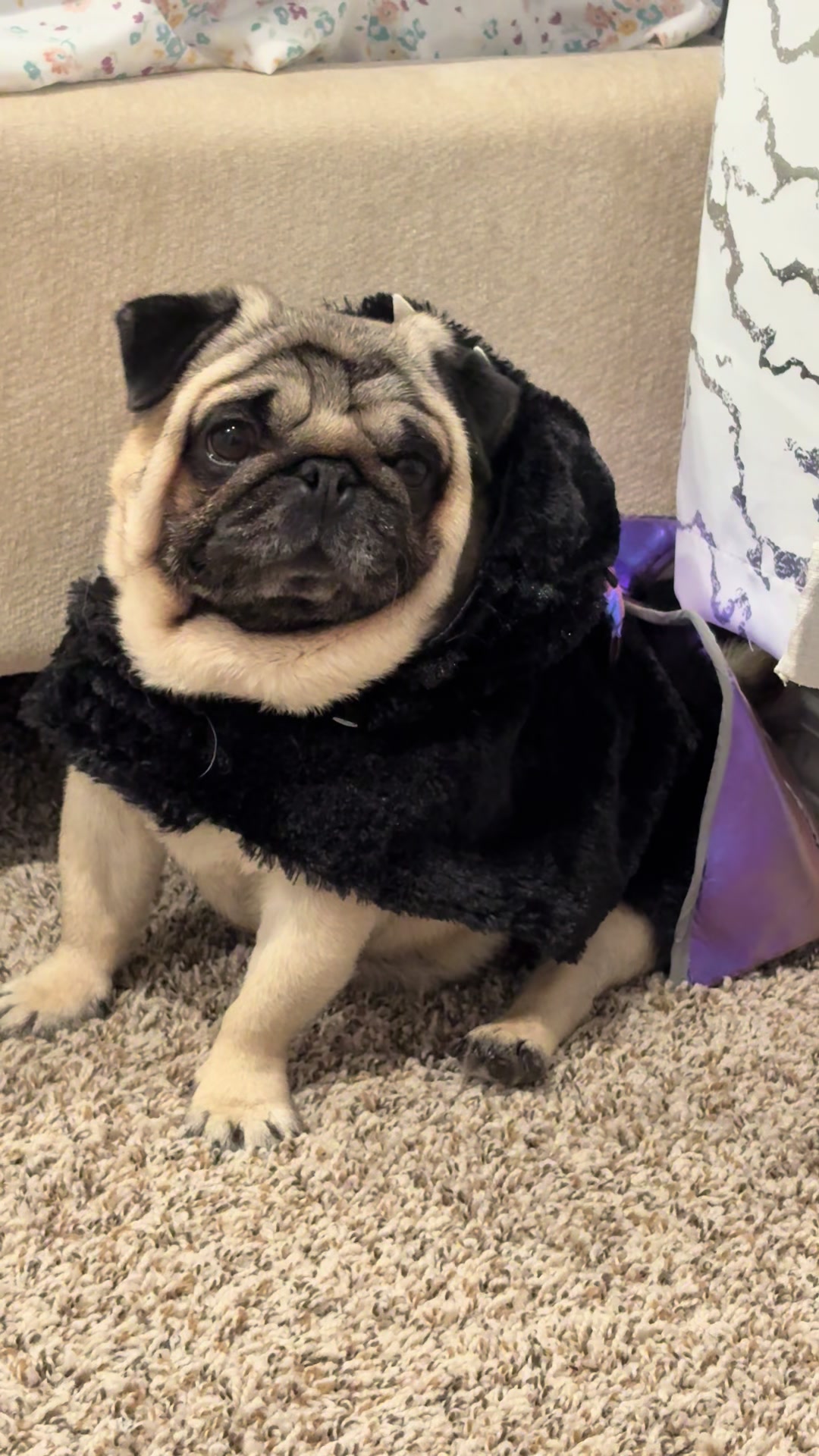 @Rocki the Pug ๐ถ