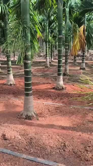 @Sayed karnatak