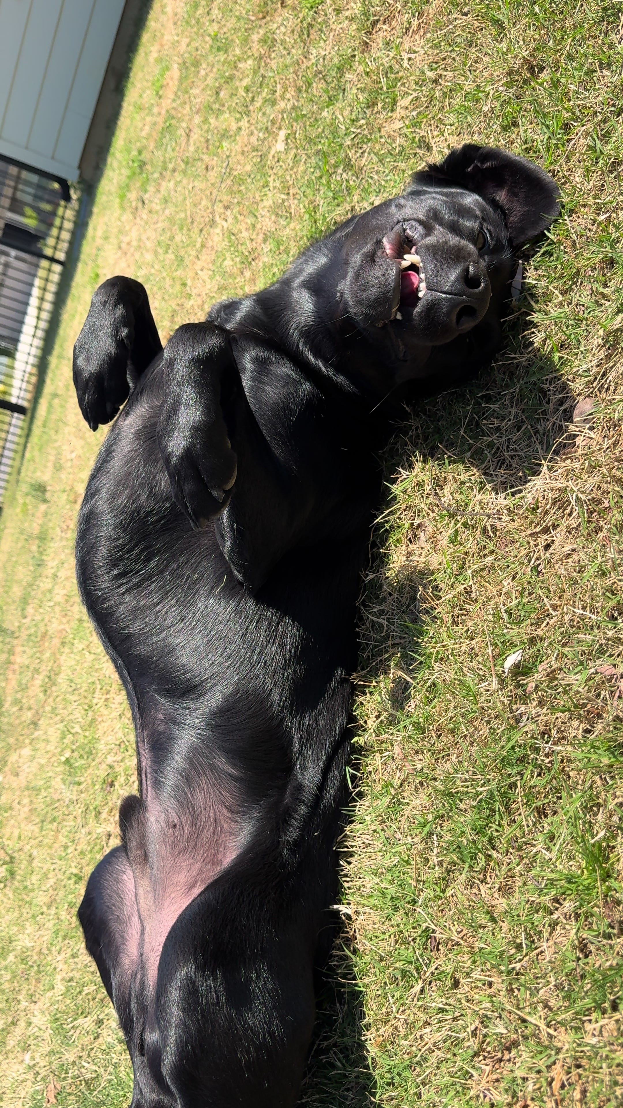 @ghostblacklab