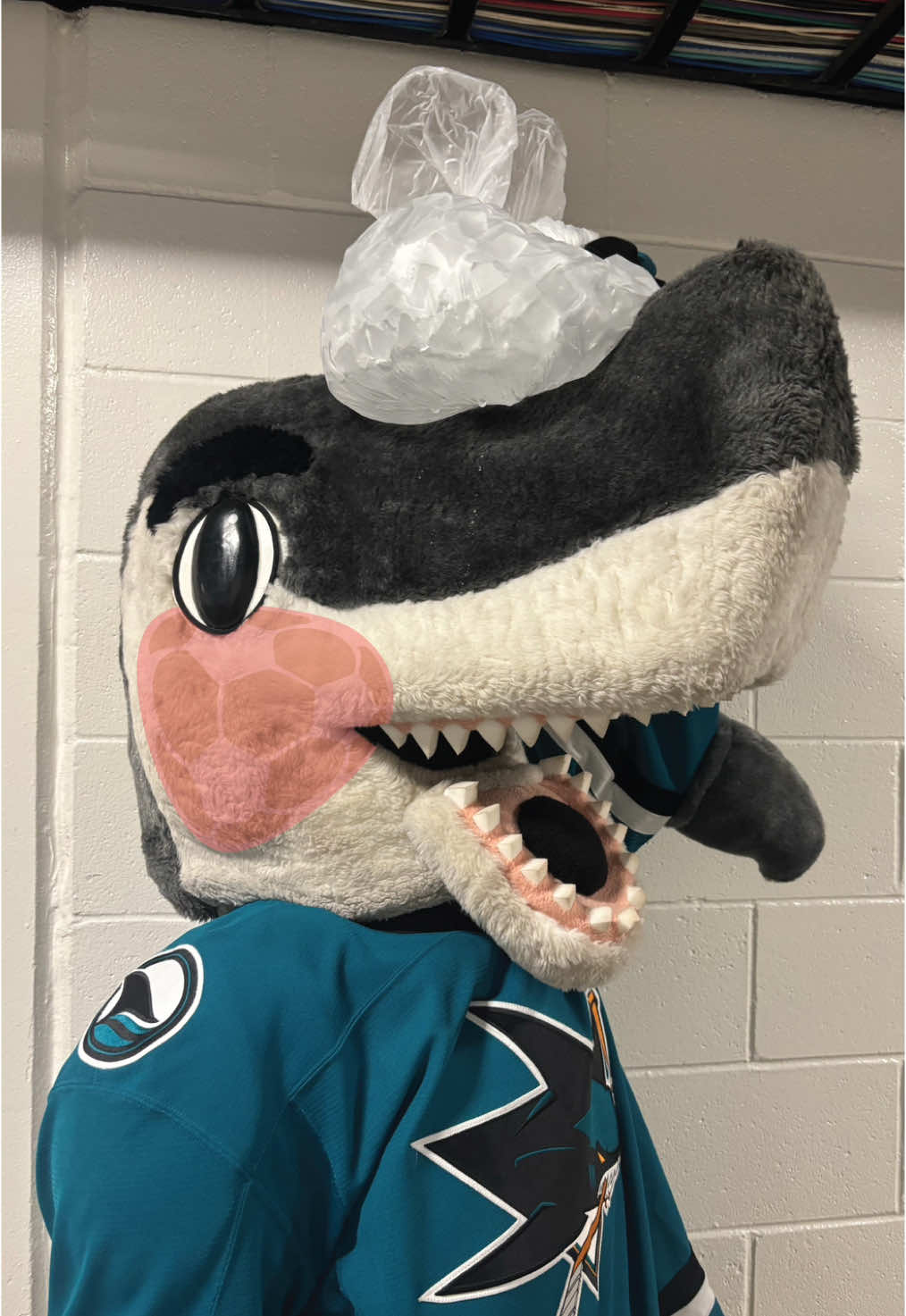 @SJ SHARKIE
