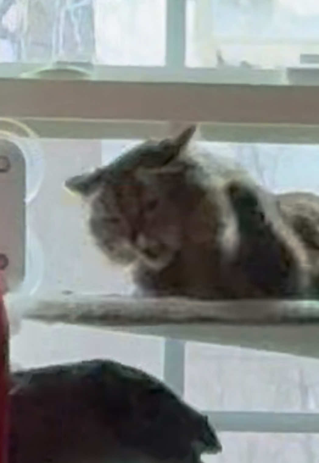 @RoxySnowballCatDrama
