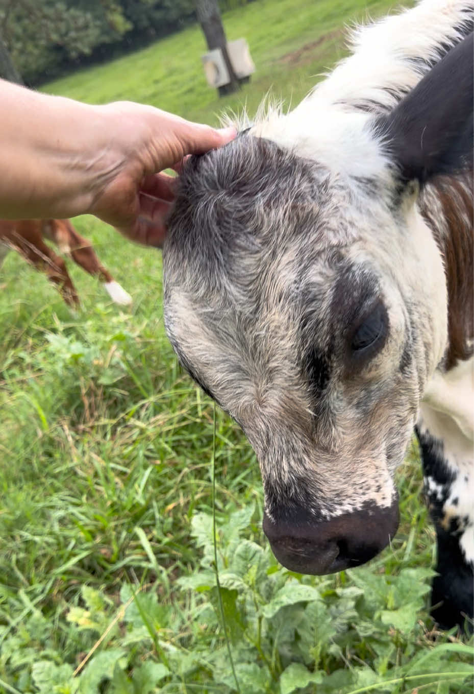 @Georgia Farm Girl