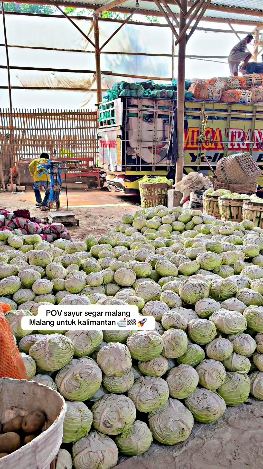 @MEGA TRANS SAYUR MALANG