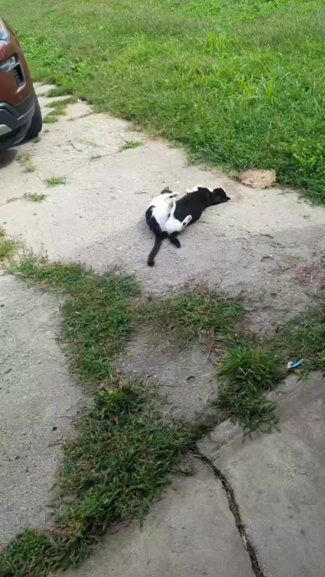 @Jessica🐾💞